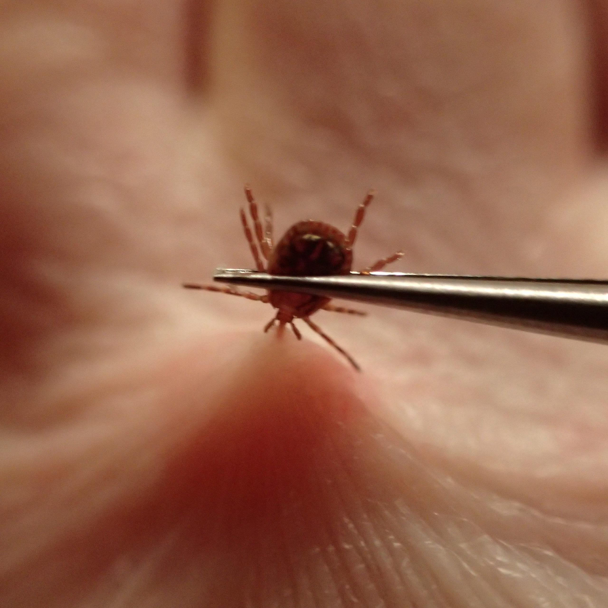 IPM On The Fly