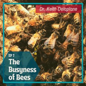 Episode 7: The Busyness of Bees—Keith Delaplane