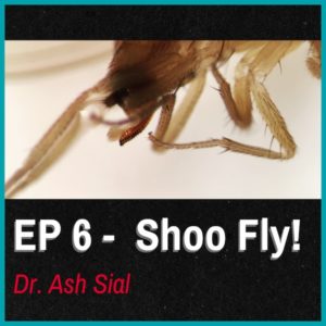 Episode 6: Shoo Fly!—Ash Sial